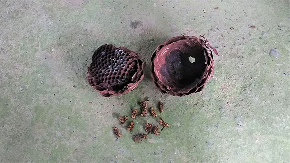 京都府京都市右京区で参道脇の東屋の天井に営巣したキイロスズメバチの蜂の巣駆除
