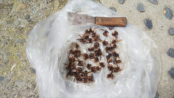京都府京都市右京区で参道脇の石垣内に営巣したキイロスズメバチの蜂の巣駆除