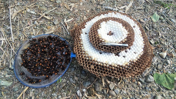 京都府城陽市で住宅裏の竹林の地中に営巣したオオスズメバチの蜂の巣駆除