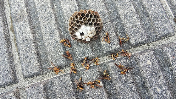 滋賀県大津市で駐車場前の側溝蓋の下に営巣したアシナガバチの蜂の巣駆除