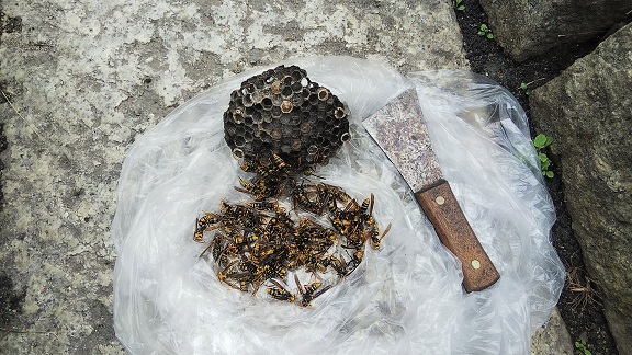 滋賀県大津市で倉庫の軒天に営巣したアシナガバチの蜂の巣駆除