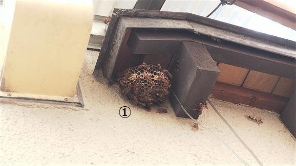 滋賀県大津市で屋外各所に営巣したアシナガバチの蜂の巣駆除