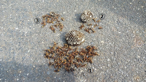 滋賀県大津市で屋外各所に営巣したアシナガバチの蜂の巣駆除