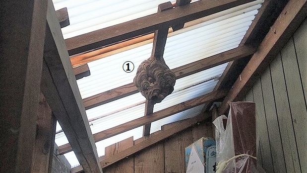 滋賀県大津市で倉庫の天井と2階屋根の軒天に営巣したコガタスズメバチの蜂の巣駆除