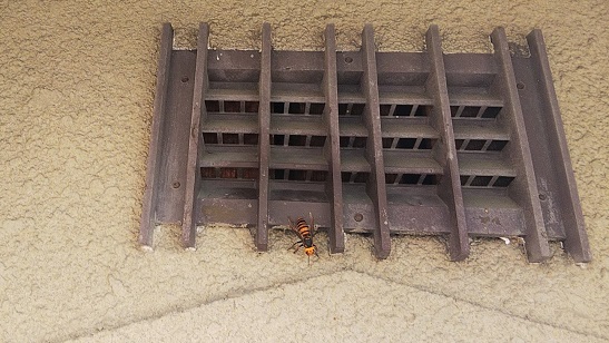 滋賀県大津市で1階の天井裏に営巣したオオスズメバチの蜂の巣駆除