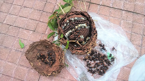滋賀県大津市で庭木に営巣したコガタスズメバチとアシナガバチの蜂の巣駆除
