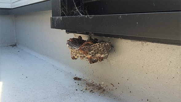滋賀県大津市で2階ベランダ掃き出し窓の下に営巣したアシナガバチの蜂の巣駆除