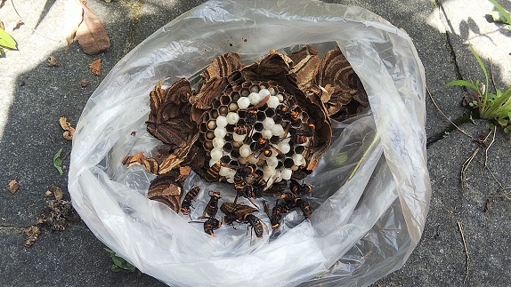 滋賀県大津市で玄関前アプローチの日陰棚に営巣したコガタスズメバチの蜂の巣駆除
