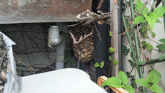 滋賀県大津市で屋外に営巣したコガタスズメバチの蜂の巣駆除