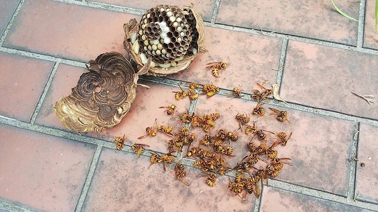 滋賀県大津市で2階の軒下に営巣したキイロスズメバチの蜂の巣駆除