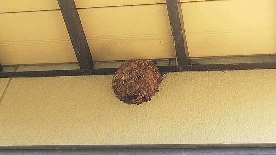 滋賀県大津市でベランダ下外壁に営巣したコガタスズメバチの蜂の巣駆除