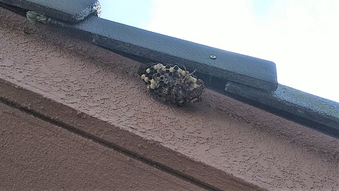 滋賀県大津市で玄関横の屋根に営巣したアシナガバチの蜂の巣駆除