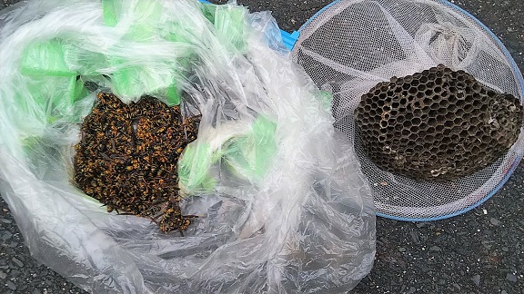 滋賀県大津市でベランダ下に営巣したアシナガバチの蜂の巣駆除