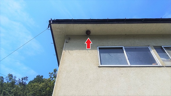 滋賀県大津市でゴルフ施設の資材置き場の2階軒天に営巣したキイロスズメバチの蜂の巣駆除