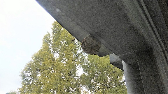 滋賀県大津市でゴルフ場クラブハウスの外壁に営巣したキイロスズメバチの蜂の巣駆除
