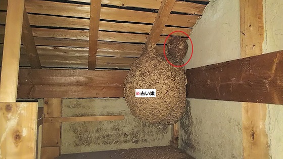奈良県奈良市で2階屋根裏に営巣したキイロスズメバチの蜂の巣駆除