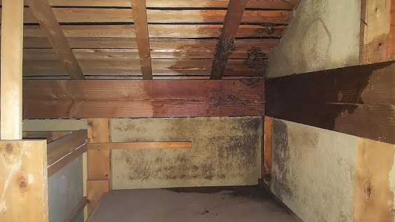 奈良県奈良市で2階屋根裏に営巣したキイロスズメバチの蜂の巣駆除