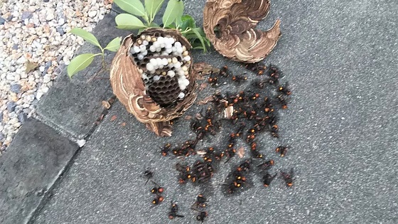 滋賀県守山市でヤマボウシに営巣したコガタスズメバチの蜂の巣駆除