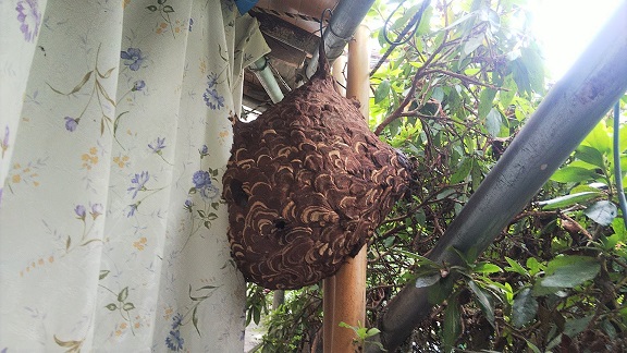 滋賀県守山市でガレージ横に営巣したコガタスズメバチの蜂の巣駆除