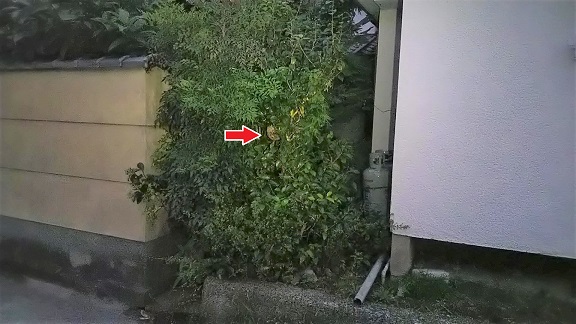 滋賀県守山市でツバキに営巣したコガタスズメバチの蜂の巣駆除