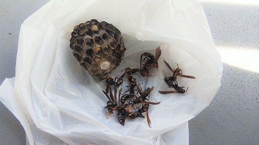 滋賀県守山市でマンションのベランダ間仕切りに営巣したアシナガバチの蜂の巣駆除
