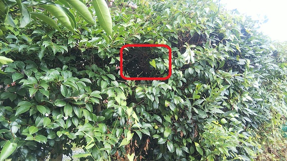 福井県小浜市で庭木に営巣したコガタスズメバチの蜂の巣駆除