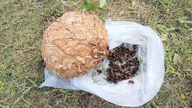 福井県小浜市で庭木に営巣したコガタスズメバチの蜂の巣駆除