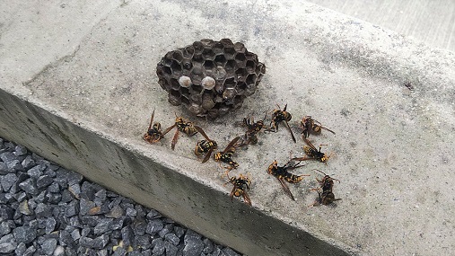 京都府京都市山科区で2階外壁ガラリに営巣したアシナガバチの蜂の巣駆除
