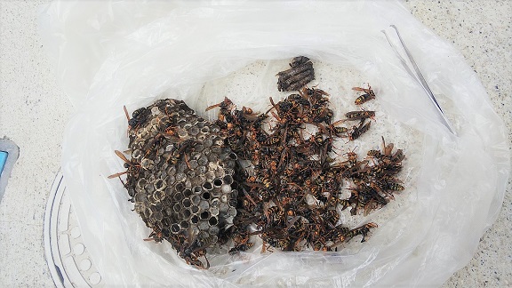 大阪府三島郡島本町で物置裏（外壁サッシ）に営巣したアシナガバチの蜂の巣駆除