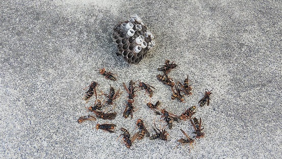 大阪府三島郡島本町で1階軒下に営巣したアシナガバチの蜂の巣駆除