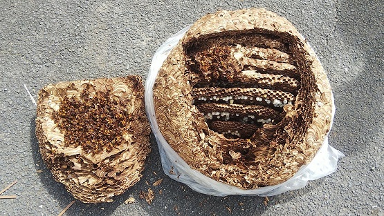 京都府京都市左京区で工場施設の4階軒下に営巣したキイロスズメバチの蜂の巣駆除