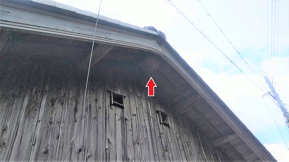 滋賀県蒲生郡日野町で2階屋根ケラバ部分の軒天に営巣したキイロスズメバチの蜂の巣駆除