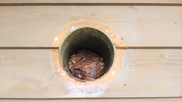 滋賀県蒲生郡日野町でコテージ換気ダクト内に営巣したチャイロスズメバチの蜂の巣駆除