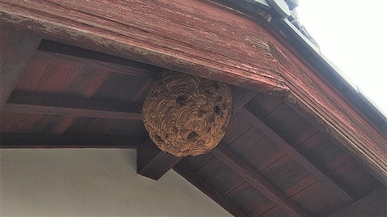 滋賀県東近江市で２階軒下に営巣したキイロスズメバチの蜂の巣駆除