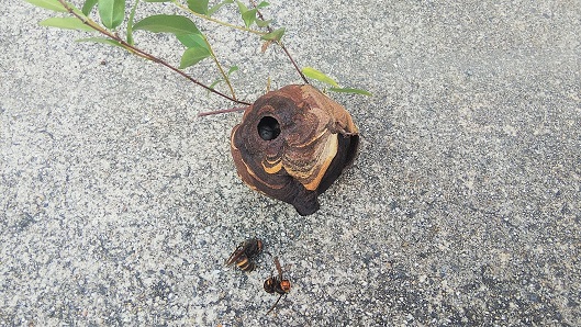 大阪府枚方市で生垣に営巣したコガタスズメバチの蜂の巣駆除