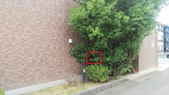 滋賀県栗東市でマンション敷地内の庭木に営巣したコガタスズメバチの蜂の巣駆除