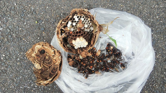 滋賀県栗東市でマンション敷地内の庭木に営巣したコガタスズメバチの蜂の巣駆除