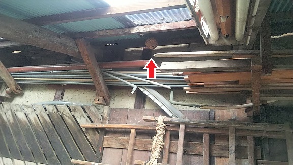 滋賀県犬上郡甲良町で物置の天井に営巣したコガタスズメバチのハチの巣駆除