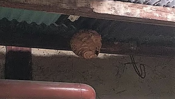 滋賀県犬上郡甲良町で物置の天井に営巣したコガタスズメバチのハチの巣駆除