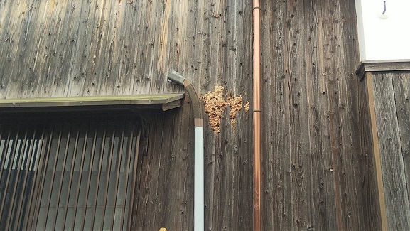 滋賀県甲賀市甲賀町で外壁内部に営巣したキイロスズメバチの蜂の巣駆除