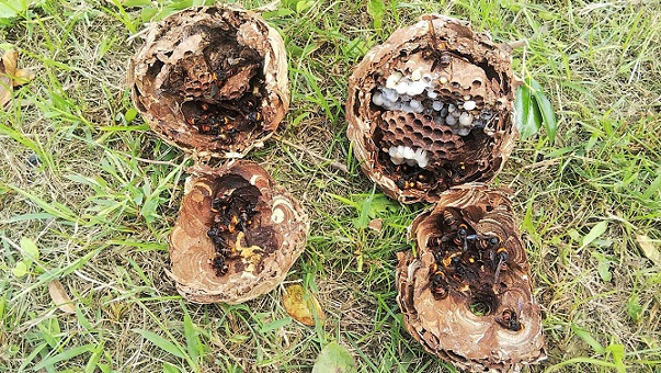 滋賀県米原市で樹木に営巣したコガタスズメバチの蜂の巣駆除