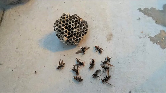 京都府相楽郡精華町で雨戸シャッターBOX内に営巣したアシナガバチの蜂の巣駆除