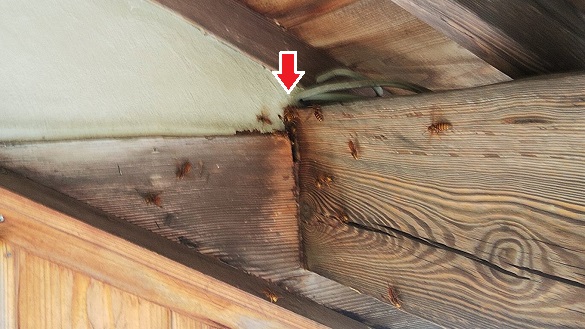 福井県三方上中郡若狭町で２階屋根裏に営巣したキイロスズメバチの蜂の巣駆除