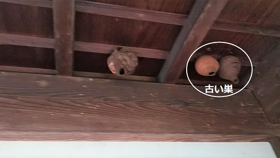 福井県三方上中郡若狭町で1階の軒下に営巣したコガタスズメバチの蜂の巣駆除