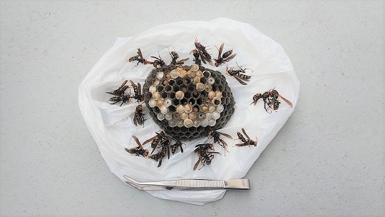 滋賀県草津市で2階ベランダ上軒下に営巣したアシナガバチの蜂の巣駆除