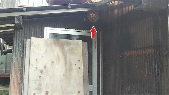 滋賀県草津市で倉庫の屋根、垂木に営巣したコガタスズメバチの蜂の巣駆除