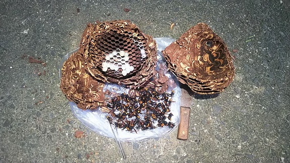 滋賀県草津市で倉庫の屋根、垂木に営巣したコガタスズメバチの蜂の巣駆除