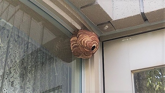 京都府京都市西京区で窓枠に営巣したコガタスズメバチの蜂の巣駆除