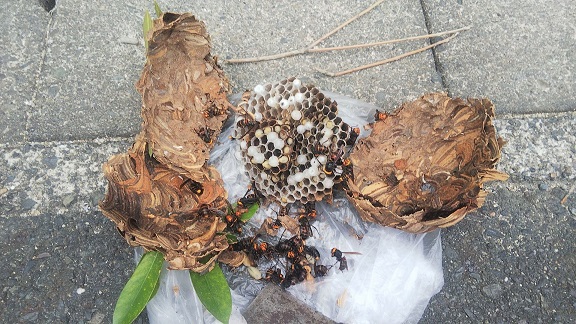 滋賀県近江八幡市でマンション敷地内の樹木に営巣したコガタスズメバチの蜂の巣駆除