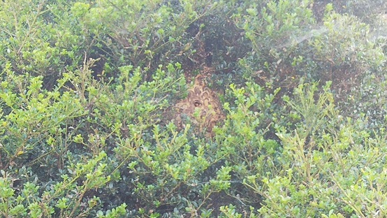 三重県鈴鹿市で庭木に営巣したコガタスズメバチの蜂の巣駆除